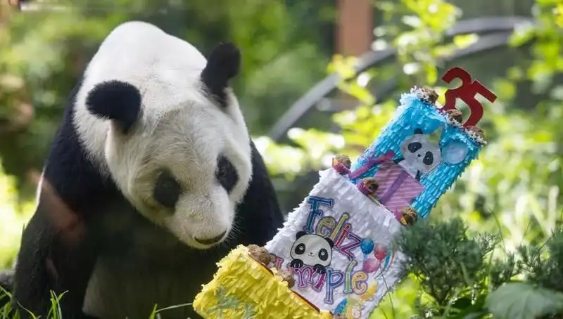 Dev Panda Xin Xin, 35. Yaşını Kutladı: Hayvanseverlerden Büyüleyici Kutlama