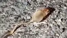 Tunceli'de Ender Görülen Arap Tavşanı Dikkat Çekti