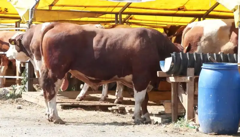 Kurban Pazarlarında Heyecan Dorukta: Alıcılar ve Satıcılar Hazırlıklarını Tamamladı