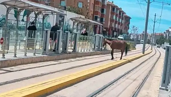 Eskişehir'de Planları Altüst Eden Tramvay Raylarında Başbaş At Görüntüsü