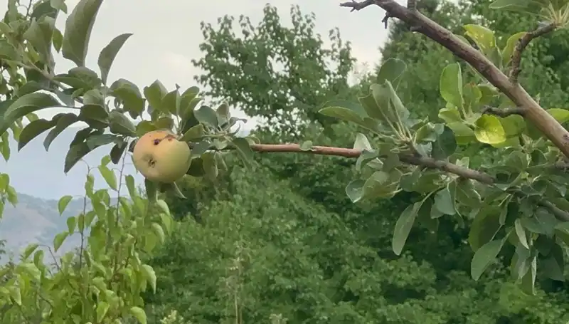 Yüzyılın Donu: Tarlalarda Sadece Bir Elma Yetişti