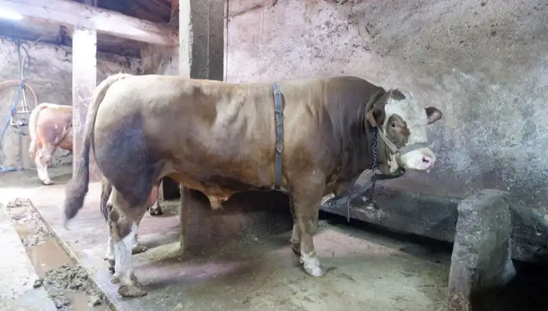 1 Ton 200 Kilo Et, Alıcısını Buldu: Fiyatı Şaşkına Çeviren Rekor