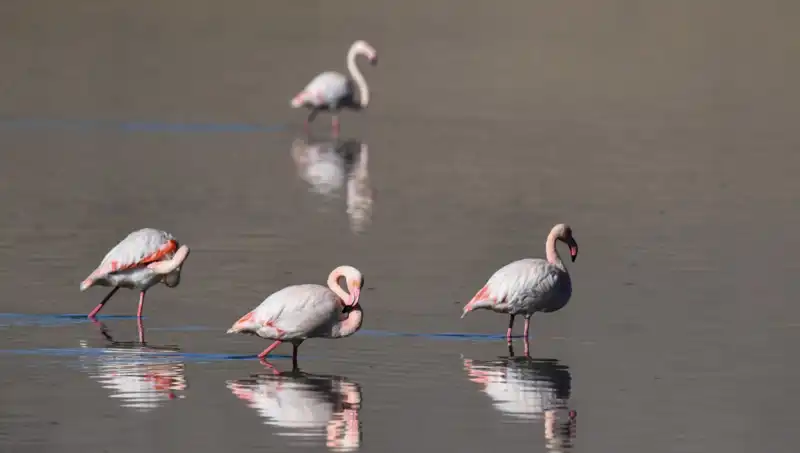 Kuş Cennetinde Kuraklık: Flamingo Popülasyonu Tehlikede