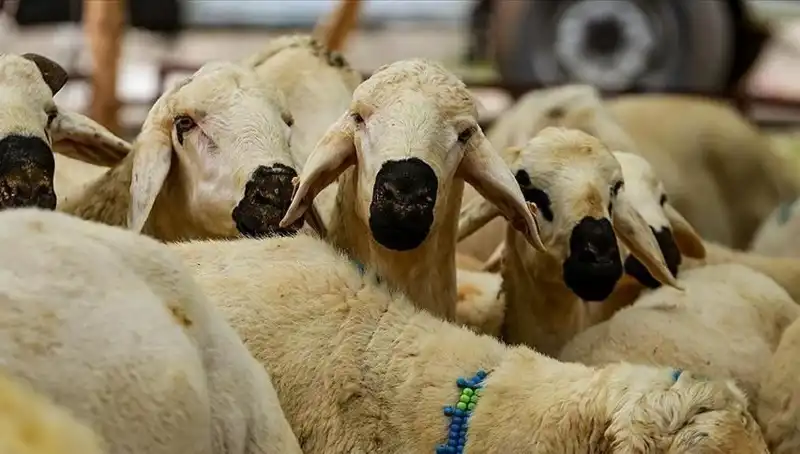 Kurban Bayramı 2025: Kurban Kesmek Farz mı? 10 Soru ile Yanıtlayın!