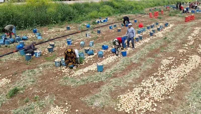 Soğan Hasadı Başladı: Fiyatlar Düşüşe Geçti, Pazar Rüzgarı Değişiyor