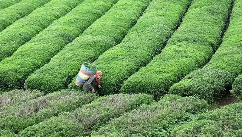 ÇAYKUR, Bayramda Yaş Çay Alımını Sürdürecek: Çiftçilere Müjde!