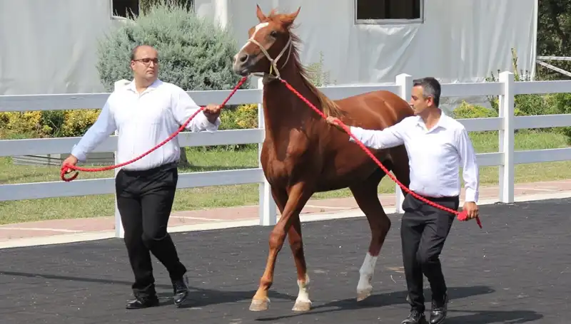 Taşkın Kral: Rekor Kıran Doğa Olayı ve Etkileri