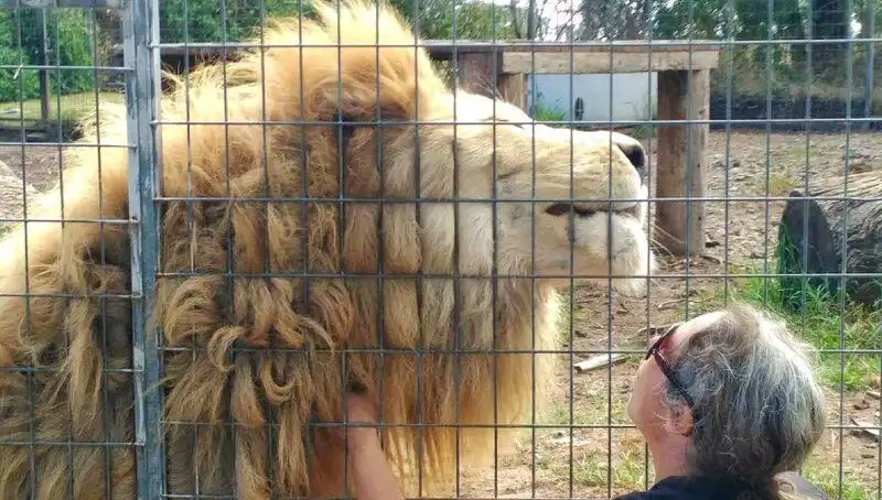 Avustralya'da Sıra Dışı Bir Olay: Aslan Kadının Kolunu Kafes İçinden Kapıp Götürdü