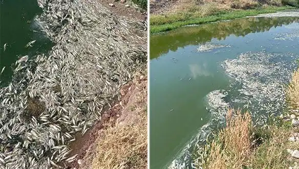 Karasu Çayı’nda Gizemli Balık Ölümleri: Sebepleri Araştırılıyor!