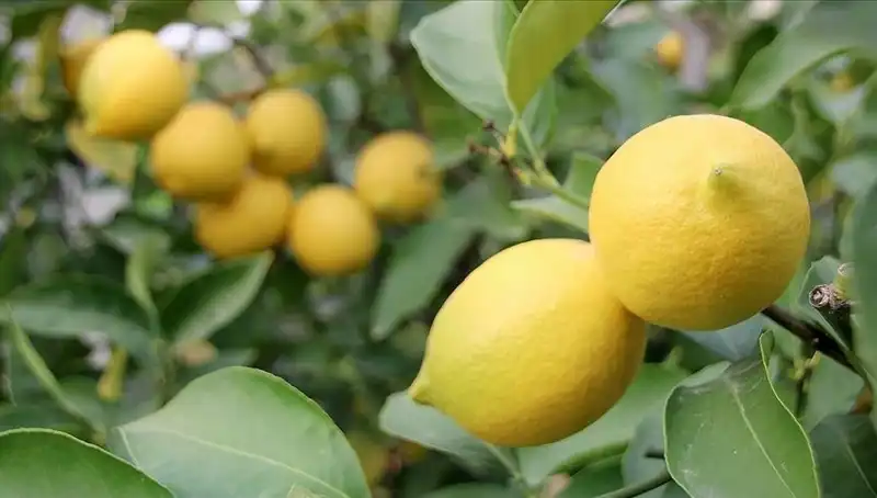 Yüksek Limon Fiyatları, Tüketicileri Kendine Getirdi!
