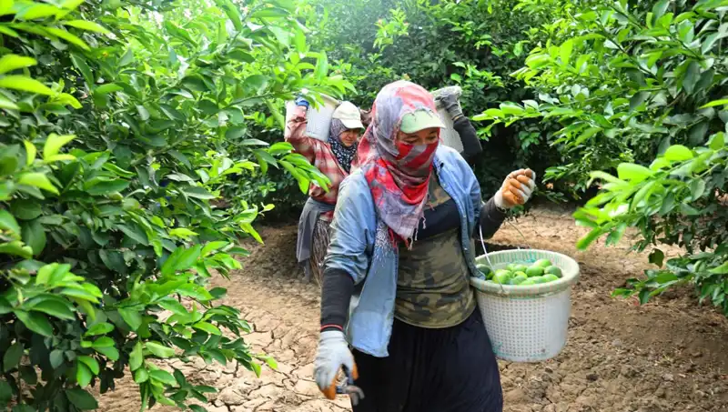 Marketlerde Patates Fiyatlarında Düşüş Beklentisi: Hasat Dönemi Geldi